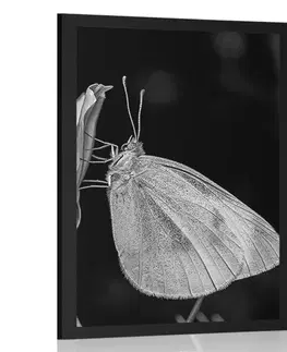 Černobílé Plakát motýl na květu