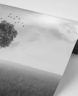 Samolepící tapety Samolepící tapeta osamělý černobílý strom na louce