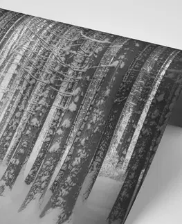 Samolepící tapety Samolepící fototapeta černobílý les zahalený sněhem