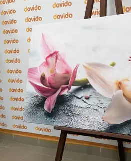 Obrazy květů Obraz dva barevné květy orchideje
