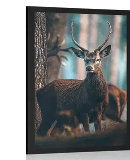 Zvířata Plakát jelen v lese