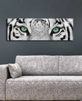 Obrazy Hanah Home Obraz s led osvětlením White Tiger 90x30 cm