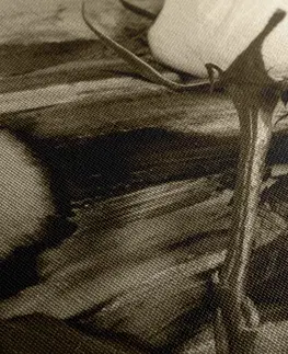 Černobílé obrazy Obraz růže v sépiovém provedení