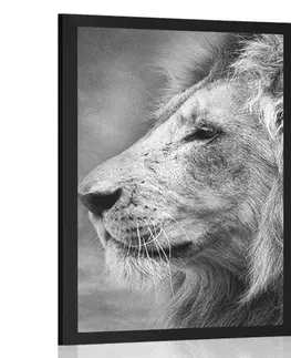 Černobílé Plakát africký lev v černobílém provedení