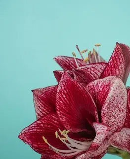 Tapety květiny Fotatapeta exotický amarylis na tyrkysovém pozadí