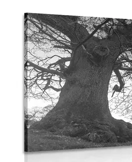 Černobílé obrazy Obraz symbióza stromů v černobílém provedení