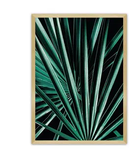 Obrazy a plakáty Plakát Dark Palm Tree