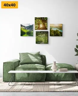 Sestavy obrazů Set obrazů nádherná zelená příroda