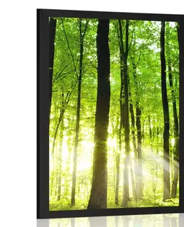 Příroda Plakát svěží zelený les