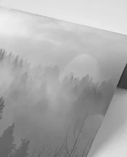 Černobílé tapety Fototapeta černobílá mlha nad lesem