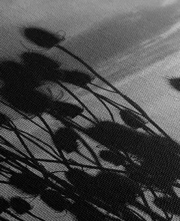 Černobílé obrazy Obraz stébla trávy na poli v černobílém provedení