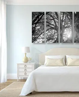 Černobílé obrazy 5-dílný obraz černobílé majestátní stromy