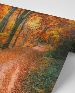 Samolepící tapety Samolepící fototapeta les v podzimním období