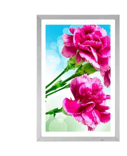 Květiny Plakát s paspartou květ karafiátu
