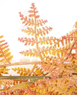 Květiny Kapradí převis, oranžová, 17 x 85 cm