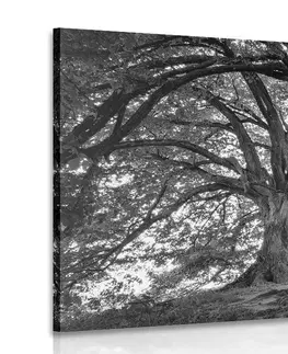 Černobílé obrazy Obraz černobílé majestátní stromy