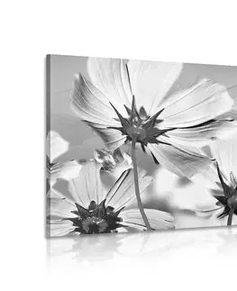 Černobílé obrazy Obraz zahradní květiny v černobílém provedení