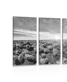 Černobílé obrazy 5-dílný obraz východ slunce nad loukou s tulipány v černobílém provedení