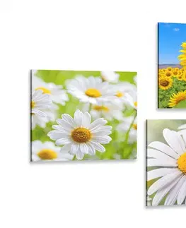Sestavy obrazů Set obrazů nádherné květiny na louce