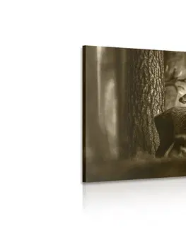 Černobílé obrazy Obraz jelen v borovicovém lese v sépiové provedení