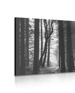 Černobílé obrazy Obraz les zalitý sluncem v černobílém provedení