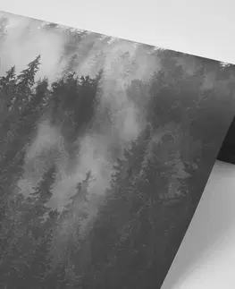 Černobílé tapety Fototapeta les v černobílé mlze