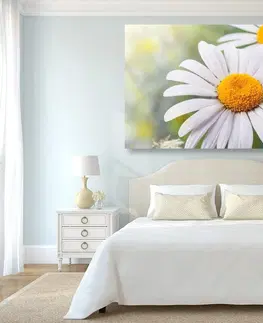 Obrazy květů Obraz květiny heřmánku