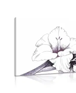 Obrazy květů Obraz ilustrace kvetoucího mečíků