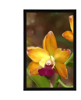 Květiny Plakát oranžová orchidej