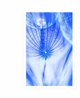Květiny Plakát pampeliška v modrém provedení