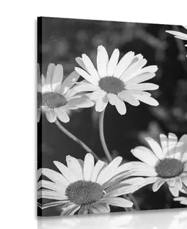 Černobílé obrazy Obraz sedmikrásky na zahradě v černobílém provedení