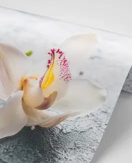 Samolepící tapety Samolepící fototapeta květiny orchideje