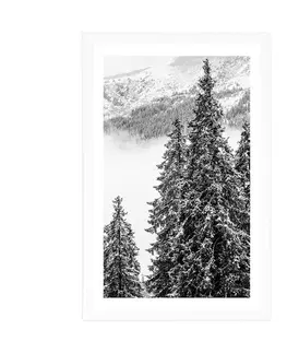 Černobílé Plakát s paspartou zasněžené borové stromy v černobílém provedení