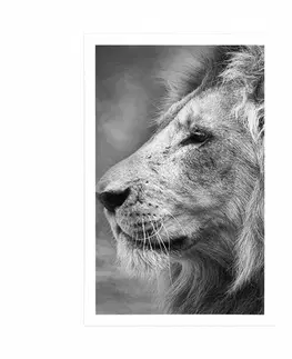 Černobílé Plakát africký lev v černobílém provedení