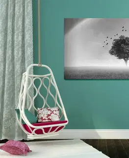 Černobílé obrazy Obraz osaměý strom na louce v černobílém provedení