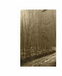 Černobílé Plakát sépiová cestička do lesa