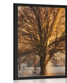 Příroda Plakát strom v zasněžené krajině