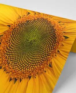 Samolepící tapety Samolepící fototapeta žlutá slunečnice