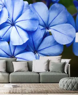 Samolepící tapety Samolepící fototapeta divoké modré květiny