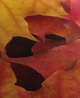Obrazy přírody a krajiny Obraz listy podzimu
