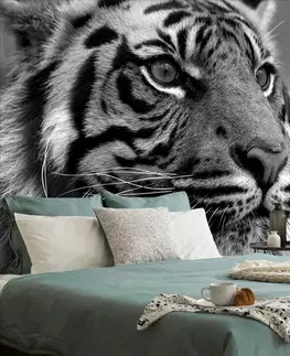 Černobílé tapety Fototapeta bengálský černobílý tygr