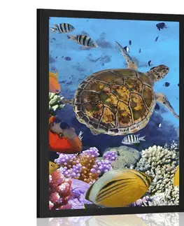 Zvířata Plakát podmořský svět