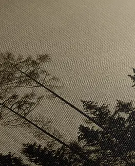 Černobílé obrazy Obraz sépiový les