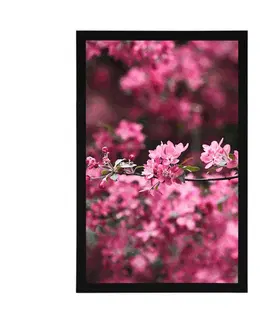 Květiny Plakát detailní květiny třešně