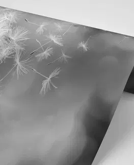 Samolepící tapety Samolepící fototapeta kouzelná černobílá pampeliška