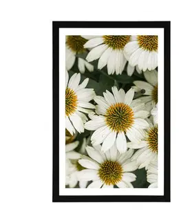 Květiny Plakát s paspartou léčivé květy heřmánku