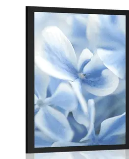 Květiny Plakát modro-bílé květiny hortenzie