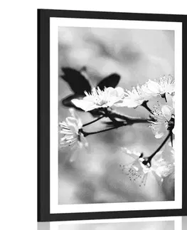 Černobílé Plakát s paspartou třešňový květ v černobílém provedení