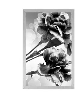 Černobílé Plakát květ karafiátu v černobílém provedení