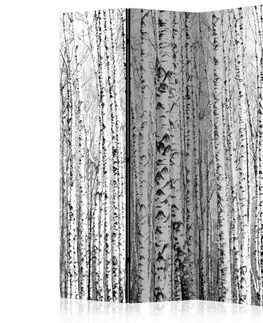 Paravány Paraván Birch forest Dekorhome 135x172 cm (3-dílný)